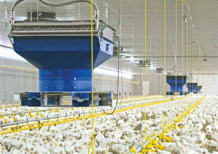 MultiHeat HW units hanging above a broiler flock